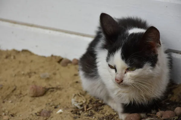 Hermoso Esponjoso Gato Calle — Foto de Stock