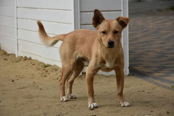 Vacker Hund Gatan — Stockfoto