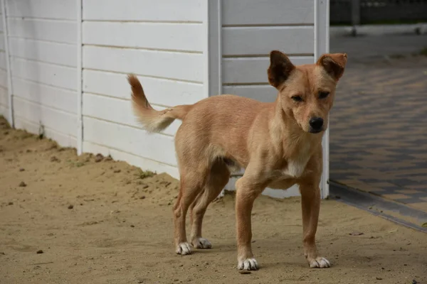 Beau Chien Dans Rue — Photo