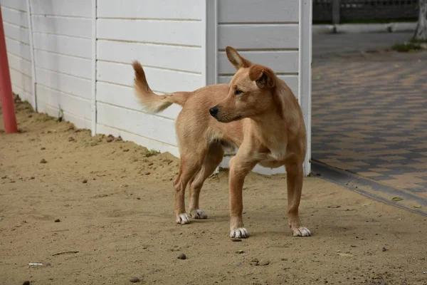 Vacker Hund Gatan — Stockfoto