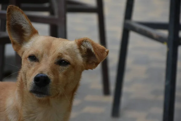 Красивая Собака Улице — стоковое фото