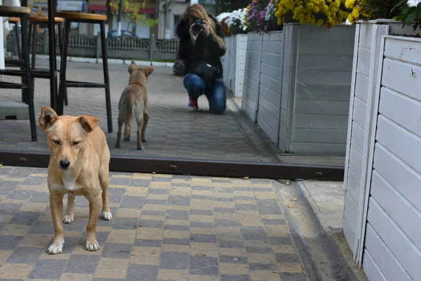 Young Woman Taking Photo Dog Outdoors — стоковое фото