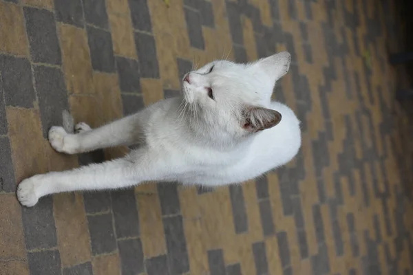 Hermoso Esponjoso Gato Calle — Foto de Stock