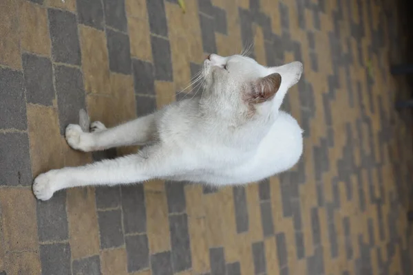 通りには美しくふわふわの猫がいて — ストック写真