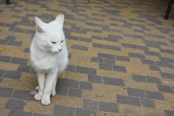 Eine Schöne Und Flauschige Katze Auf Der Straße — Stockfoto