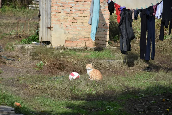 Gato Bonito Fofo Rua — Fotografia de Stock