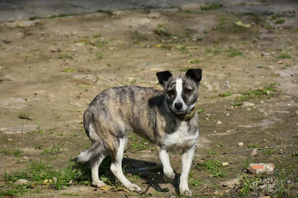 Beau Chien Dans Rue — Photo