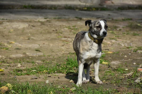 Beau Chien Dans Rue — Photo