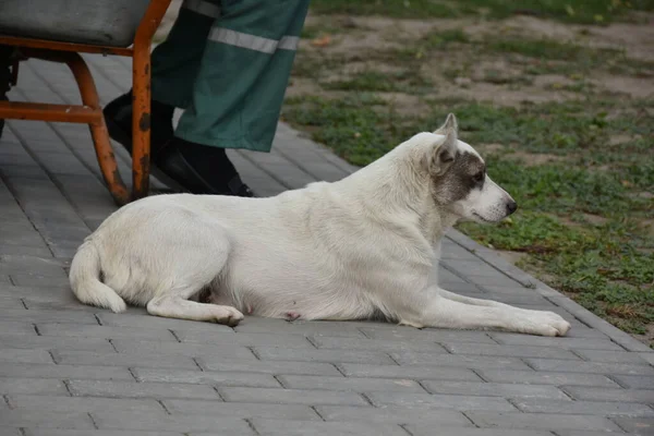 Vacker Hund Gatan — Stockfoto