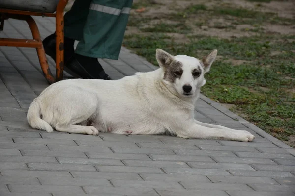 通りに美しい犬がいて — ストック写真