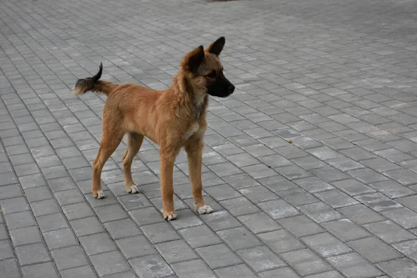 Vacker Hund Gatan — Stockfoto