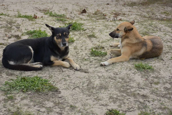 通りに美しい犬がいて — ストック写真