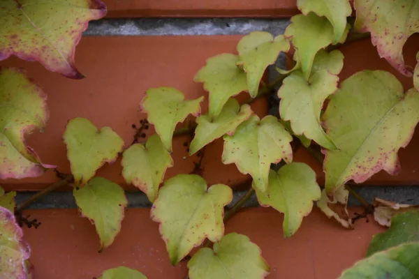 Planta Contra Una Pared Ladrillo —  Fotos de Stock