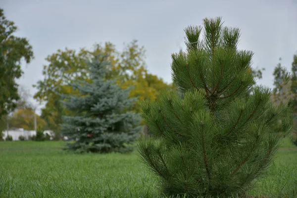 公園の緑の松は — ストック写真