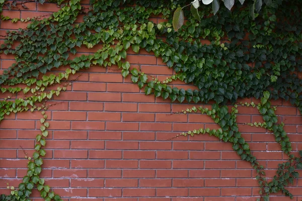 Pflanze Gegen Ziegelmauer — Stockfoto