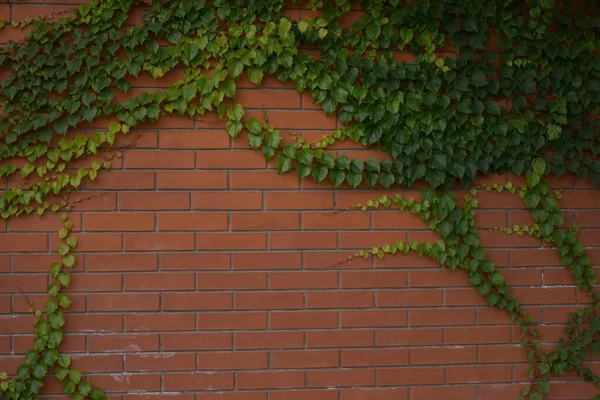 Planta Mot Tegelvägg — Stockfoto