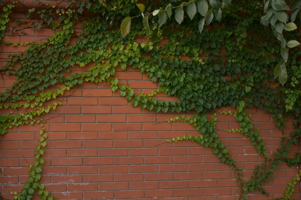 Roślina Przy Ceglanej Ścianie — Zdjęcie stockowe