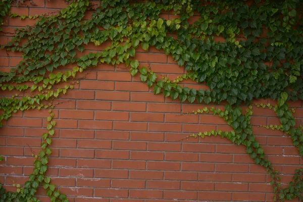 レンガの壁に植物を — ストック写真