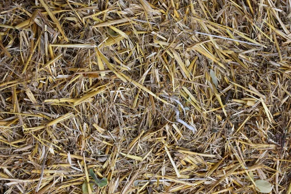 Natural Background Dried Grass Straws — Foto Stock