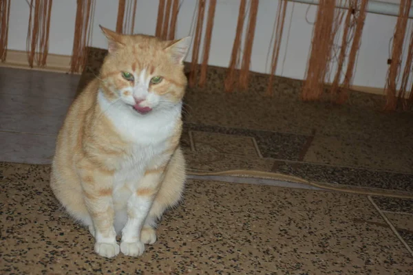 Güzel Pofuduk Bir Kedi — Stok fotoğraf