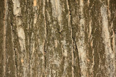  güzel ahşap arkaplan ve doku