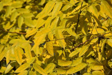 sarı yaprakların arkaplan ve dokusu