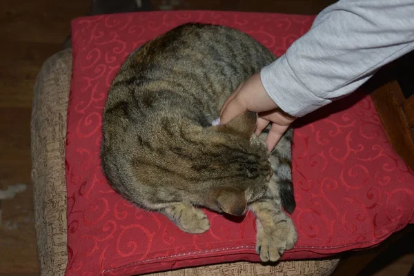 Closeup View Woman Stroking Tabby Cat Resting Chair — Stock Fotó