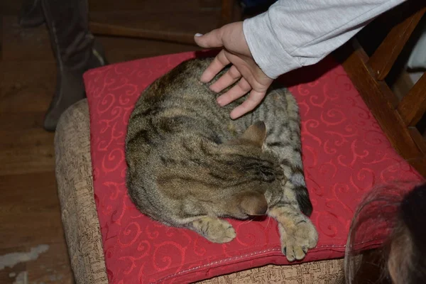 Closeup View Woman Stroking Tabby Cat Resting Chair — Stock Fotó