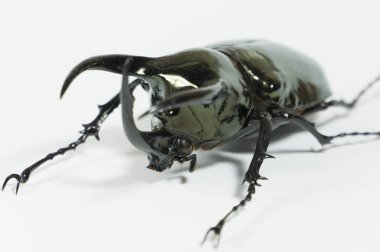 Gergedan böceği Chalcosoma Kafkasya, Rhino beetle, tek boynuzlu at böceği, izole boynuz böceği