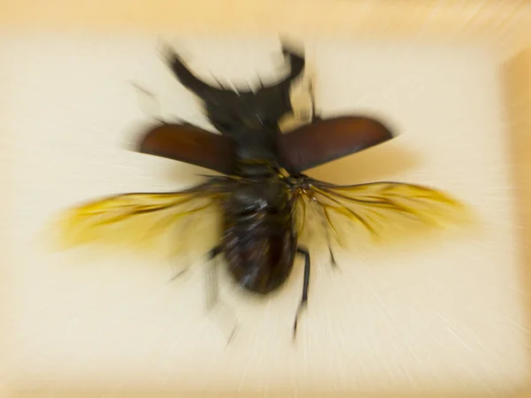 Lucanus cervus Coléoptère du cerf Mouvement rectifié — Photo