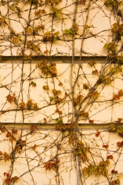 renkli sarmaşık duvar arka plan