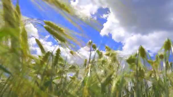 Campo de trigo verde orgânico e céu nublado baixo ângulo — Vídeo de Stock