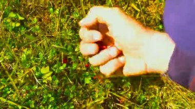 Genç adam düz gelen bush dağlarda İsveç kirazı toplamak. Yakın çekim. Çiğ gıda