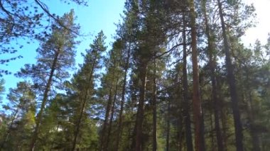 Çam ağaçlarının dalları ile parlayan güneş ışığı. Çam ormanı ile yürüyüş ve ağaçlar panorama tepesine ararken