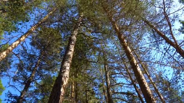 Sonnenlicht, das durch Äste von Kiefern scheint. Spaziergang durch Kiefernwald und Blick auf Baumwipfel-Panorama — Stockvideo