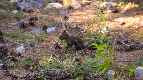 Piel negra del Cáucaso squirell divertido comer semillas en el bosque de pinos de otoño en el fondo naturaleza salvaje animal temática — Vídeos de Stock