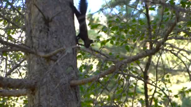 Siyah kürk Kafkasya squirell komik arka plan vahşi doğa hayvan tematik yavaş hareket üzerinde sonbahar çam ormanı içinde tohumları yemek — Stok video