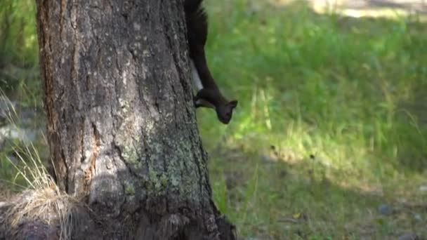 Piel negra del Cáucaso squirell divertido comer semillas en el bosque de pinos de otoño en el fondo naturaleza salvaje animal temática cámara lenta — Vídeos de Stock