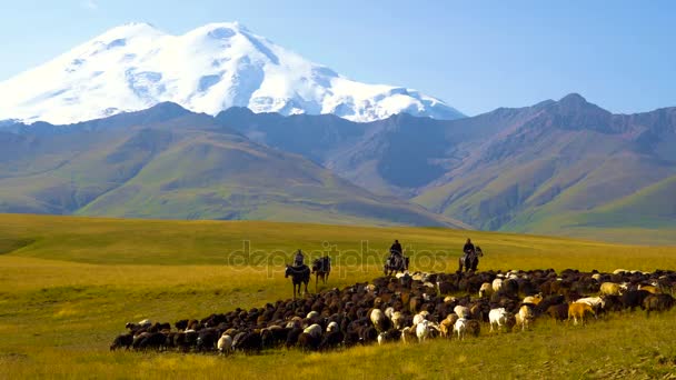 Kudde schapen met herders in de Kaukasus. Rusland, Kaukasus. de Elbroes aan de horizon. — Stockvideo