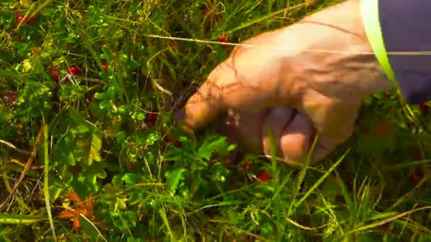 Traveling Man collect lingonberry straight from the bush in the mountains. Close up. Raw food — Stock Video