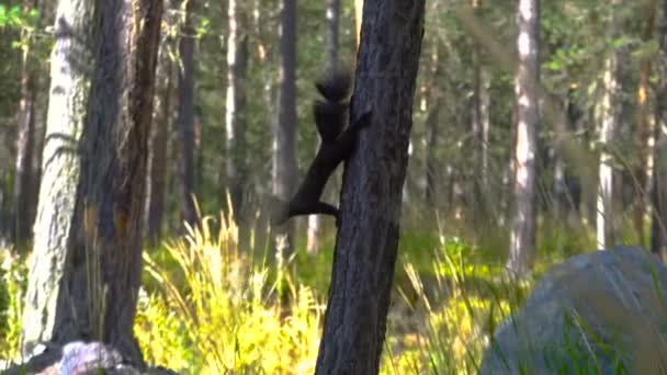 Piel negra del Cáucaso squirell divertido comer semillas en el bosque de pinos de otoño en el fondo naturaleza salvaje animal temática — Vídeo de stock