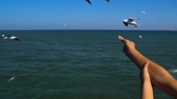 Flock of Seagulls na de cruise shipand eten brood uit handen van mensen — Stockvideo