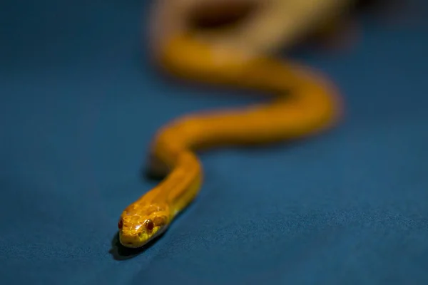 Yellow striped snake on dark-blue background — Stock Photo, Image