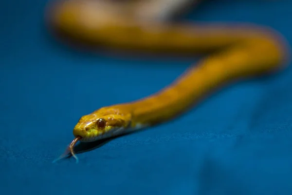 Cobra listrada amarela no fundo azul escuro — Fotografia de Stock