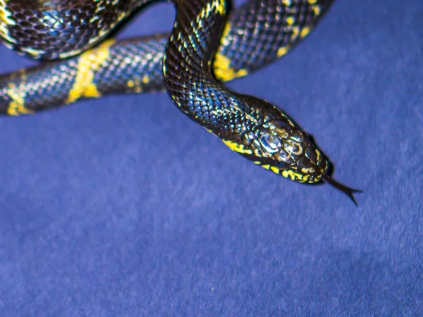 Cobra listrada preta e amarela no fundo azul escuro — Fotografia de Stock