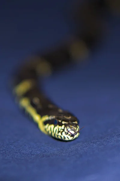 Cobra listrada preta e amarela no fundo azul escuro — Fotografia de Stock