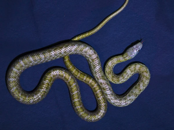 深蓝色背景上的黄色条纹的蛇 — 图库照片