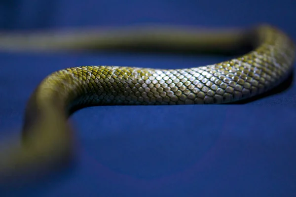Κίτρινο ριγέ φίδι σε σκούρο μπλε φόντο — Φωτογραφία Αρχείου