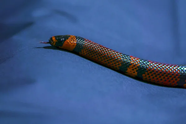 Το gead από κόκκινο και κίτρινο ριγέ φίδι σε σκούρο μπλε φόντο — Φωτογραφία Αρχείου