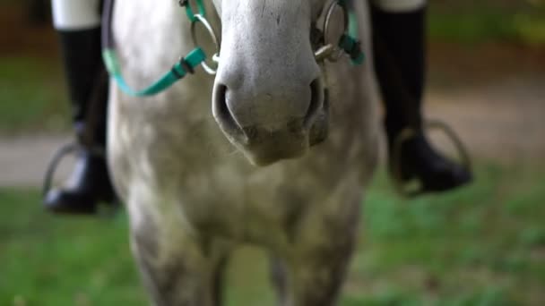 Jonge brunette jokey meisje vergadering paard in het park — Stockvideo